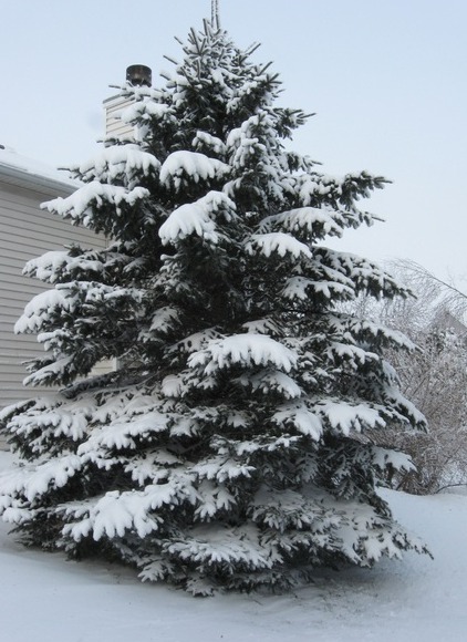 Arbol de navidad nevado